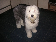 Dandi  9 months old a DOLLBABY
