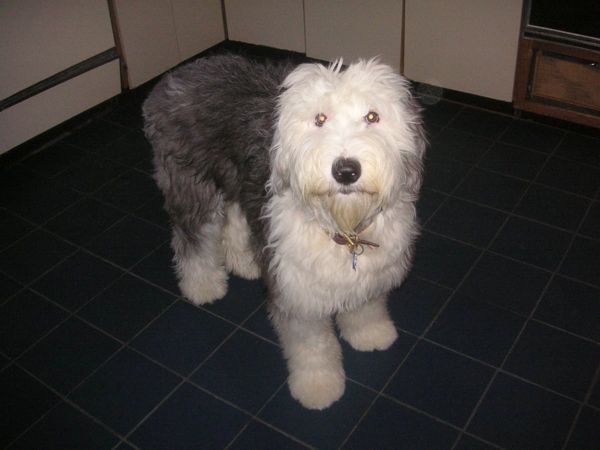 Dandi  9 months old a DOLLBABY
