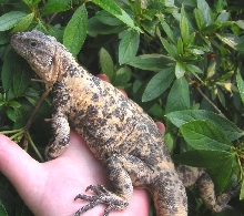 Dabble S. Varius / piebald chuckwalla