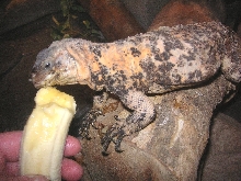 Dapple loves her banana