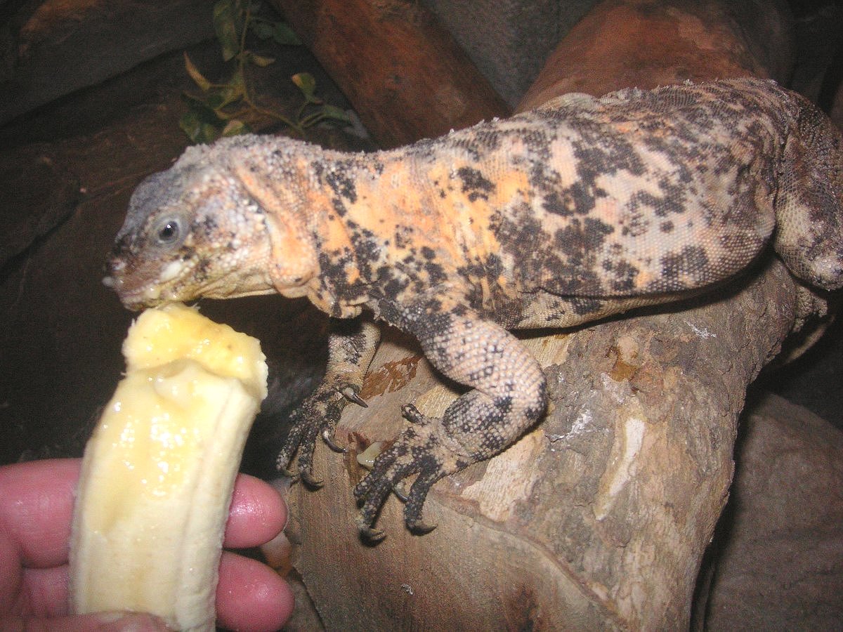 Dapple loves her banana