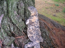 Dapple thinking about climbing the tree