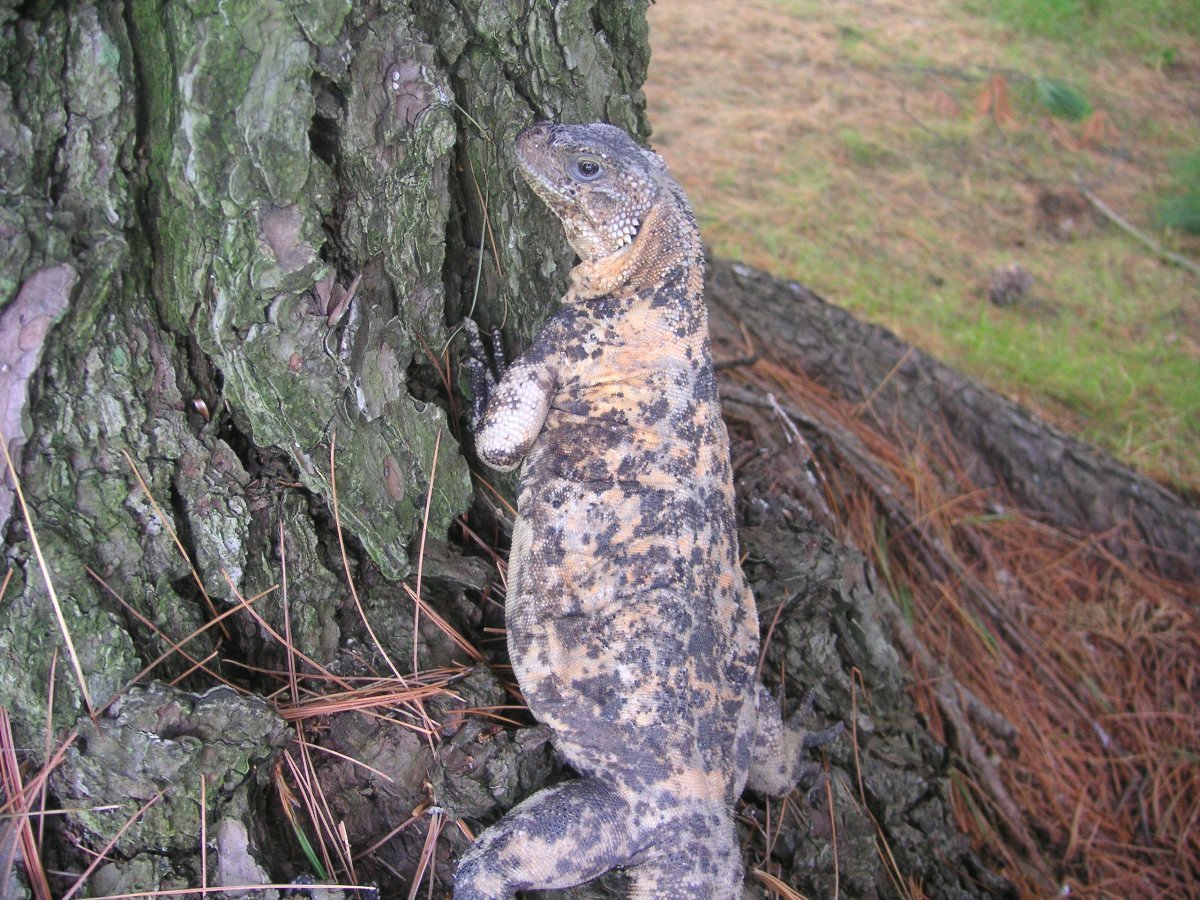 Dapple thinking about climbing the tree