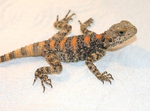 Dinglebell  * female clown agama