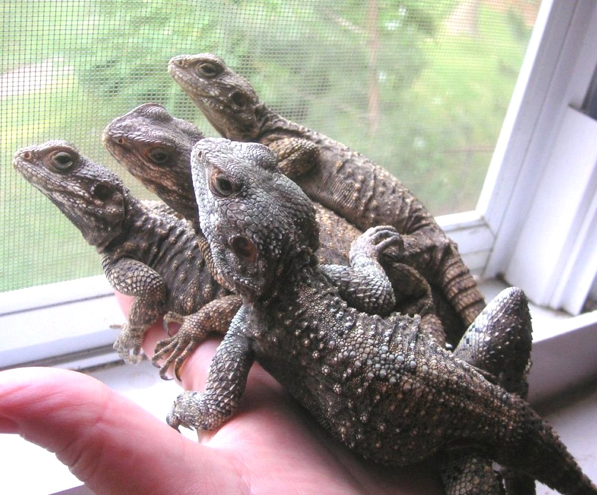 Doo-Dad and the girls, Gizmo, Gadget and Jigger