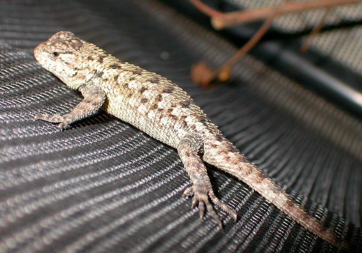 One of my emerald swift babys  born Oct 30 2004