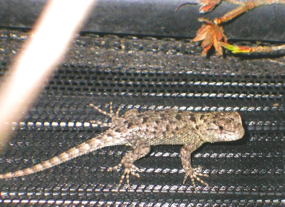 Baby Emerald Swift *   update pic  11/22 /04