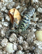 1st New Mexico Fancy  baby hatched aug 15