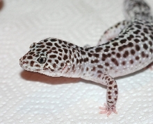 Flurrice pretty TUG girl