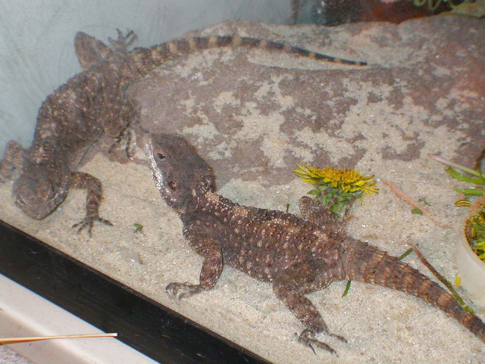 Gadget & Gizmo  new  friends of mine