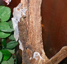 The Gecko Burglar