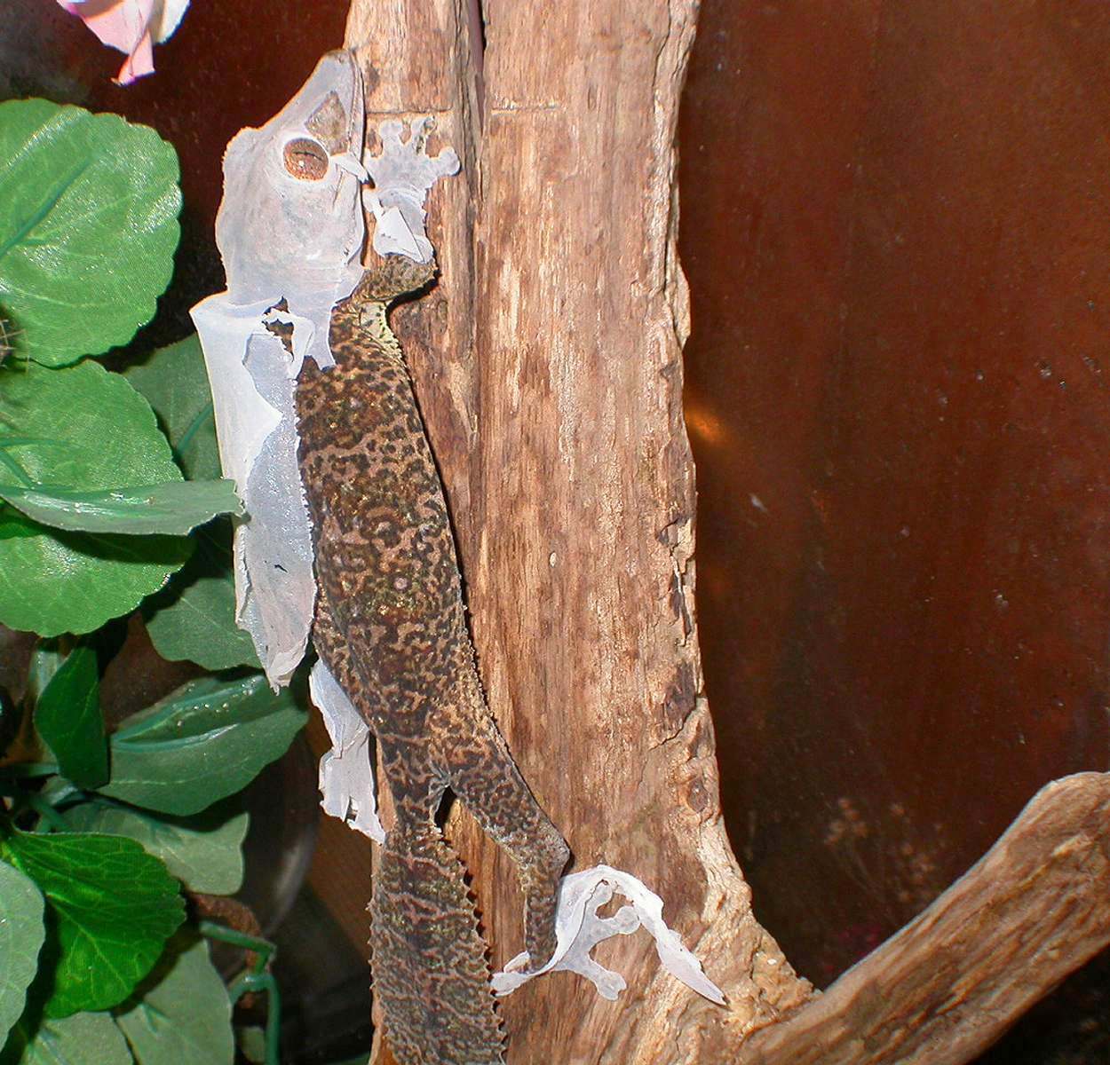 The Gecko Burglar