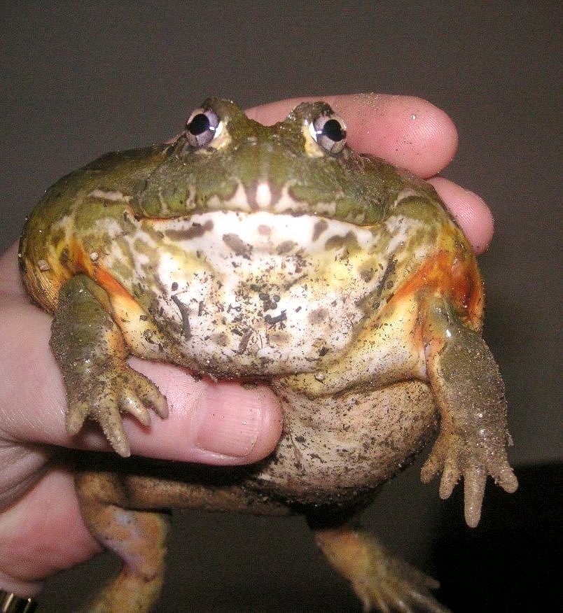 Gobblet's been Gobblin *  Pyxie frog