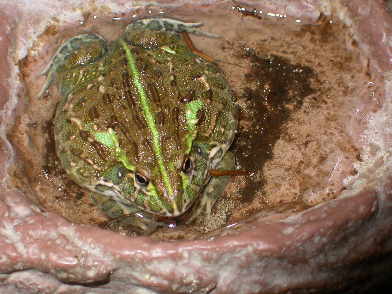 Goblet now fills water bowl  /March