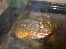 Goblet one big Bull frog