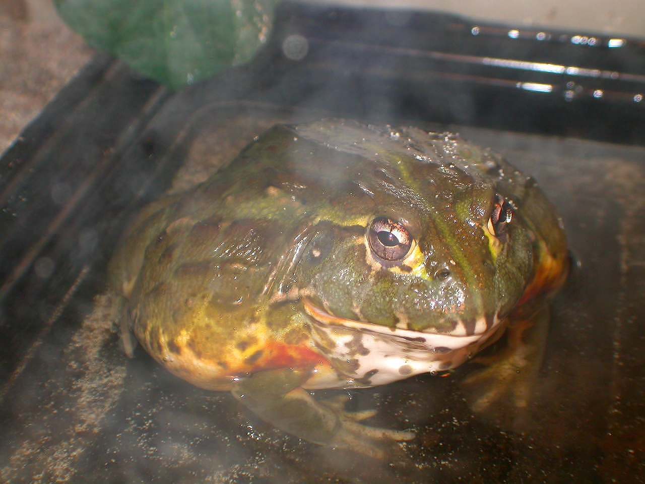 Goblet one big Bull frog
