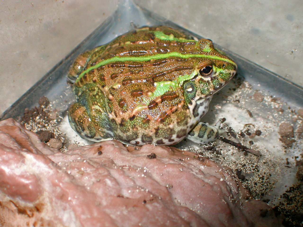 Goblet growing fast              2/24/04