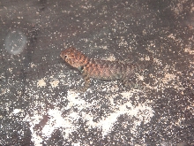 Granite spiny baby