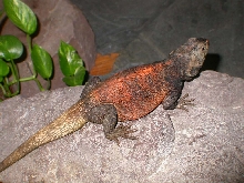 Grebster out and about :0)