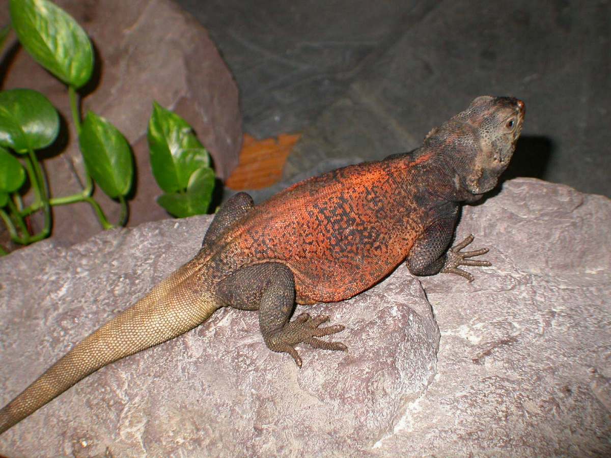 Grebster out and about :0)