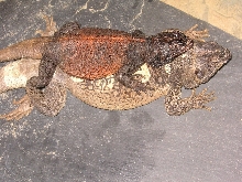 Grebster basking on Chewy