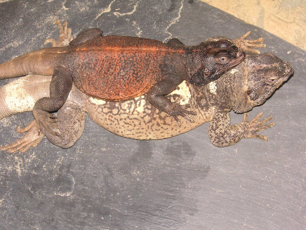 Grebster basking on Chewy