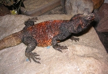 Grebster redback chuck
