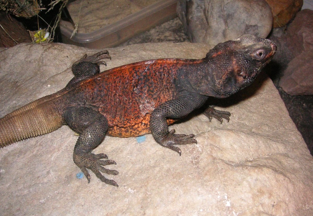 Grebster redback chuck