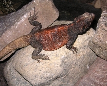 Grebster