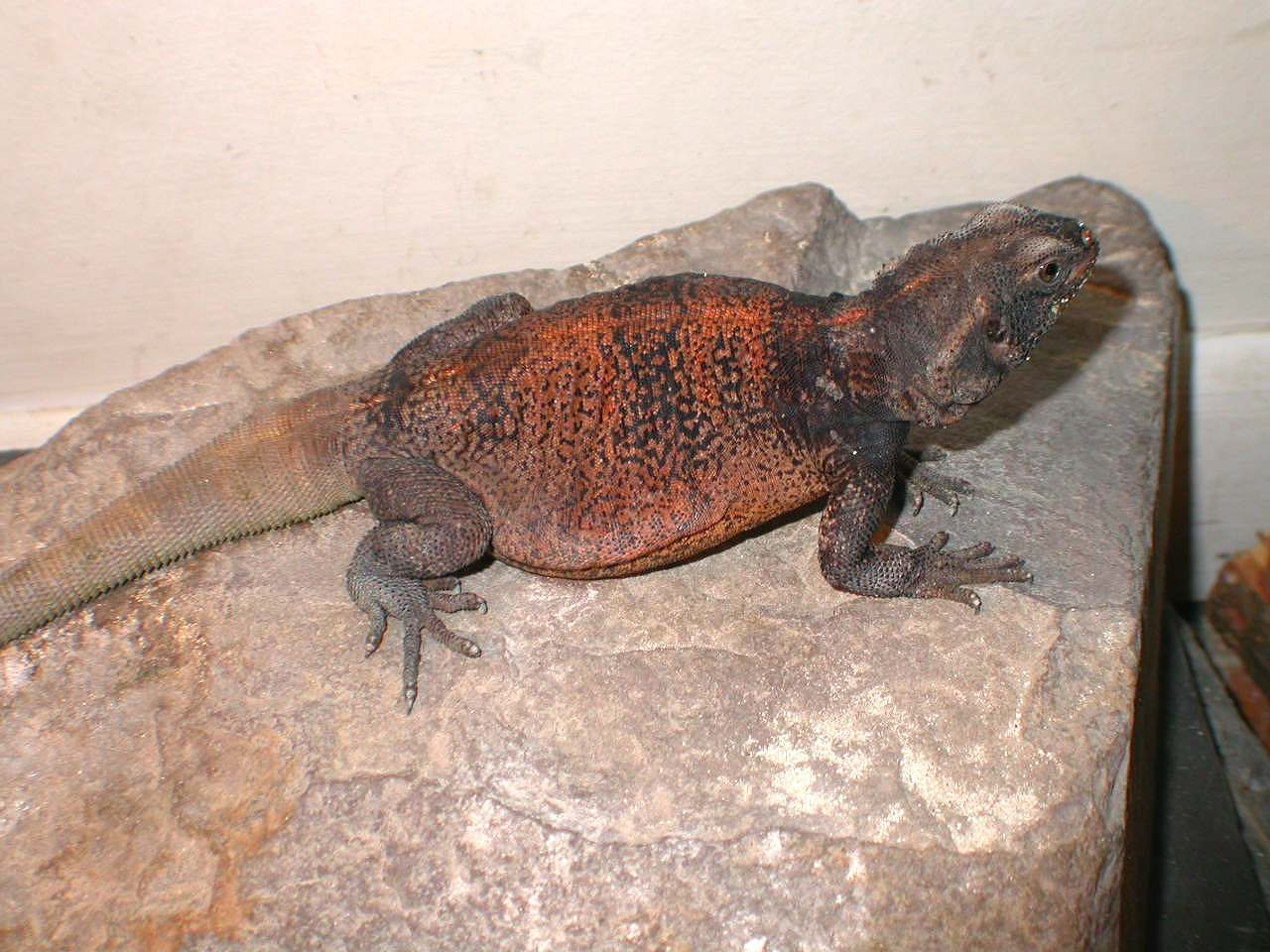 Grebster  getting nice red