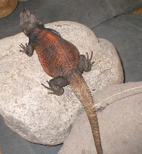 Grebster male redback chuckwalla