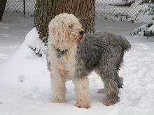 Grizzly  enjoying our recent snowfall