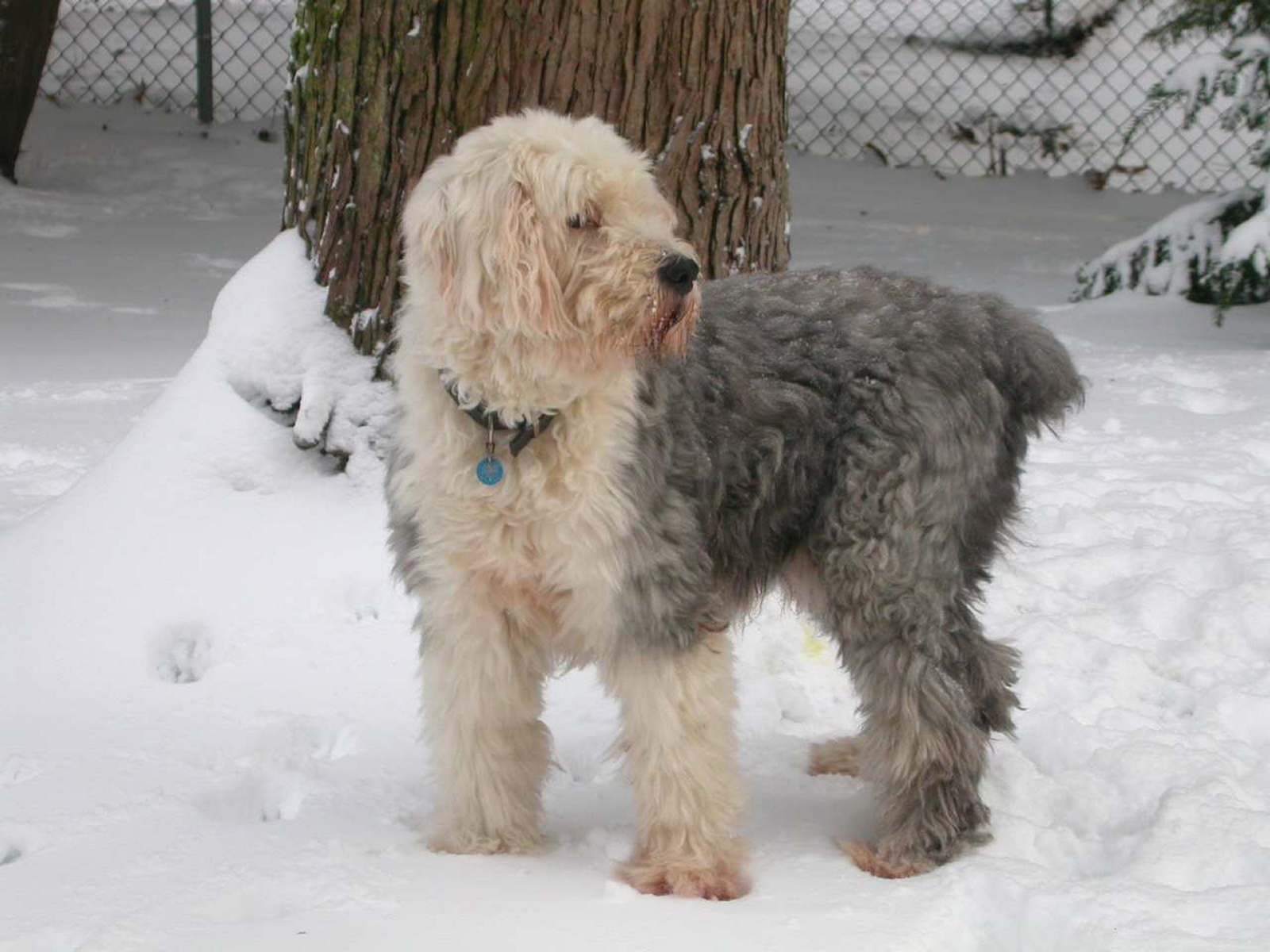 Grizzly  enjoying our recent snowfall