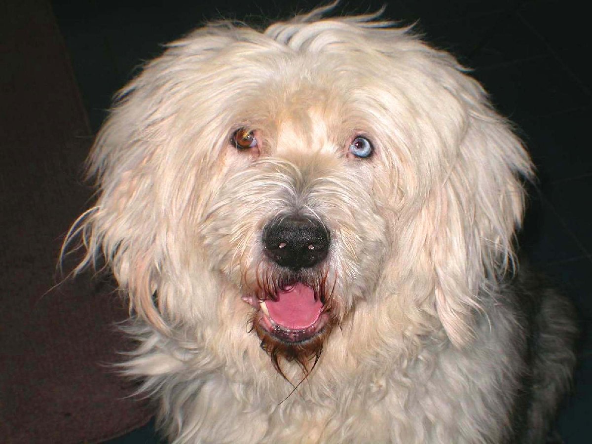 My Grizzly    * Old English Sheepdog