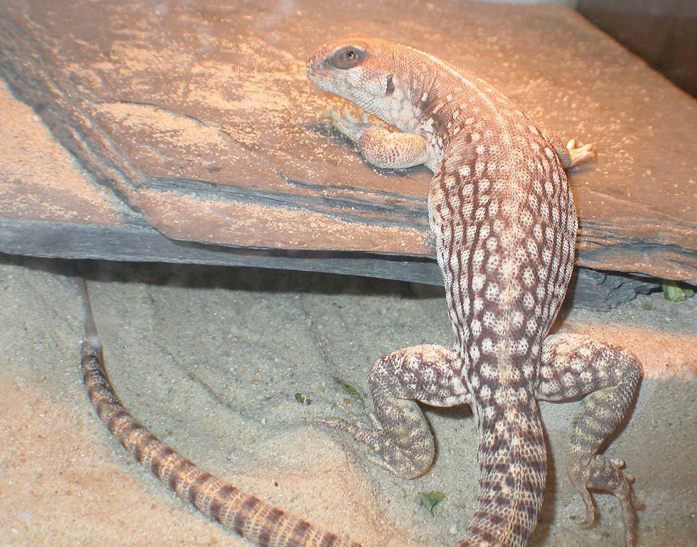 Hershey female desert iguana