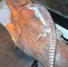 Hershey male desert iguana