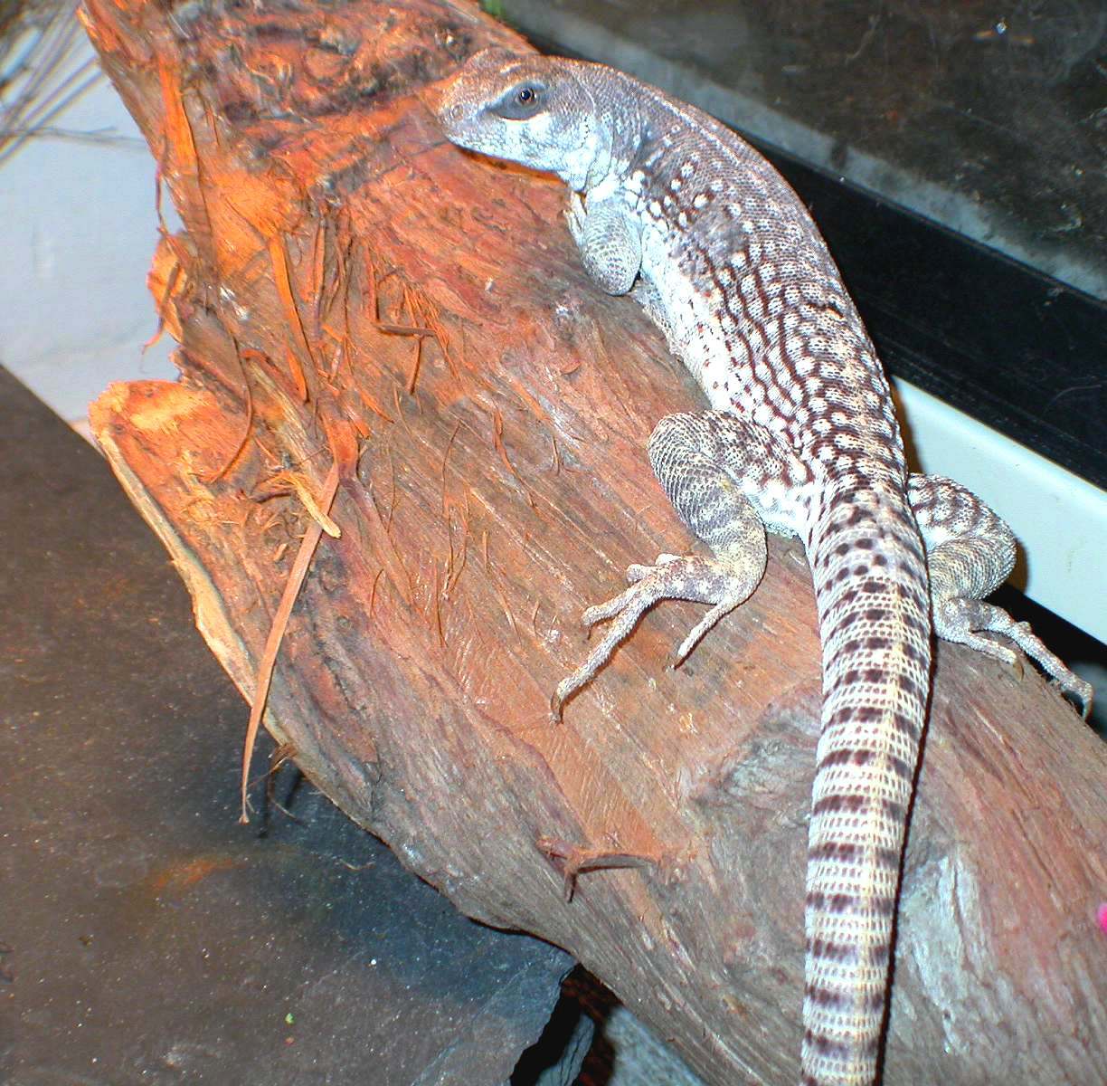 Hershey male desert iguana