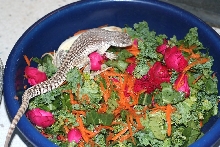 Hersheys BIG salad