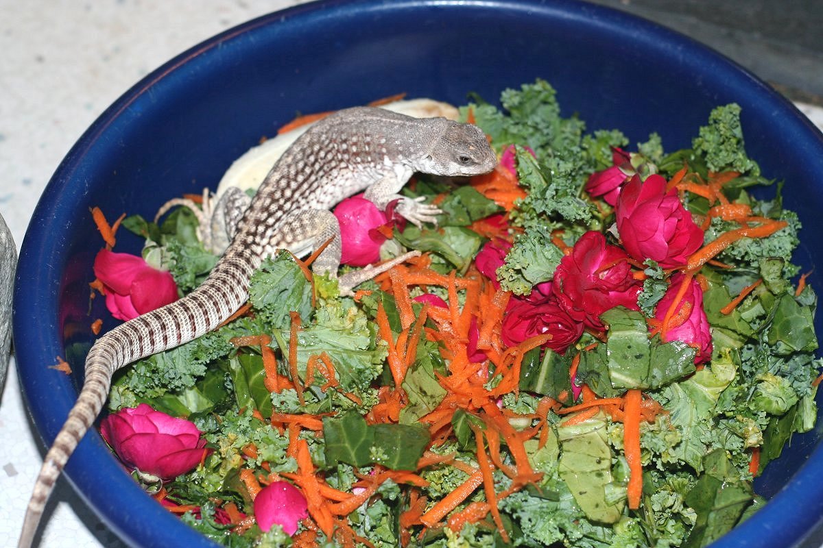 Hersheys BIG salad