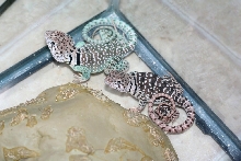Heyoka and Tokeya