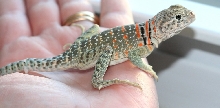 Hobbs a youngster (Mexi-collared)