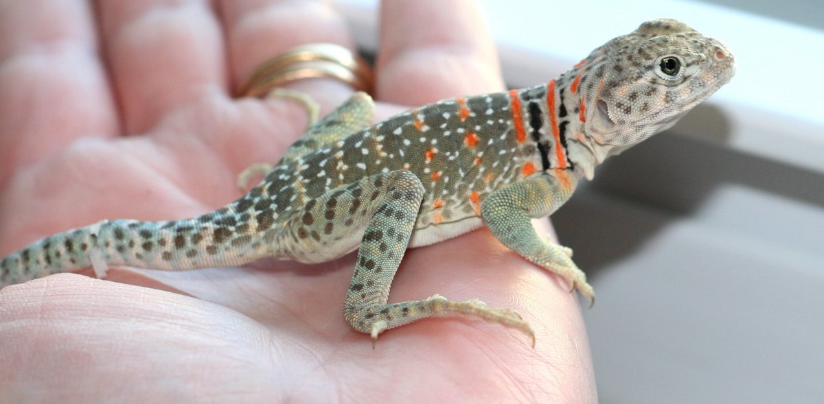 Hobbs a youngster (Mexi-collared)