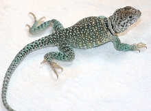 Hobbs updated pic / getting big