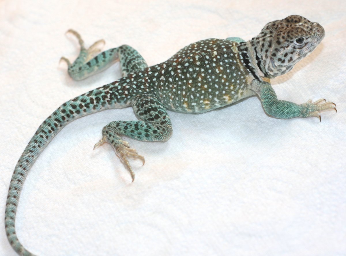 Hobbs updated pic / getting big