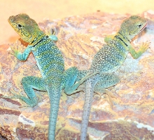 Hochani and Suwanee