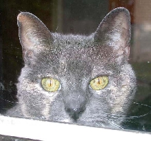 Elkie, female tabby 14 years old