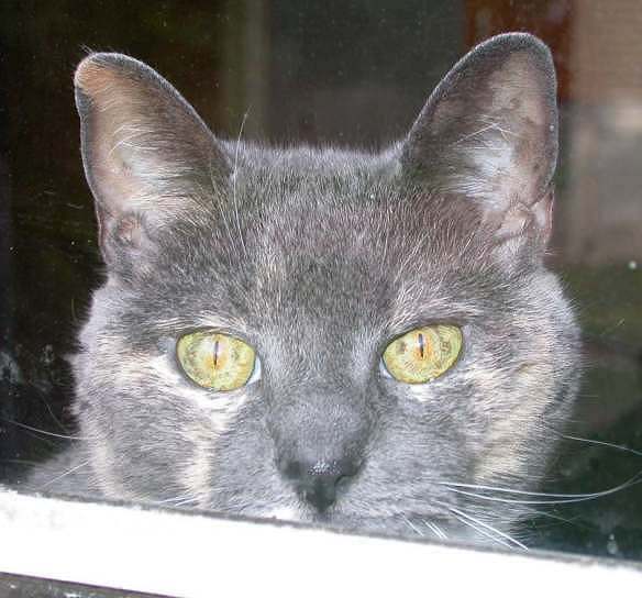 Elkie, female tabby 14 years old