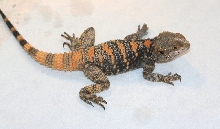 Jangles * Male clown