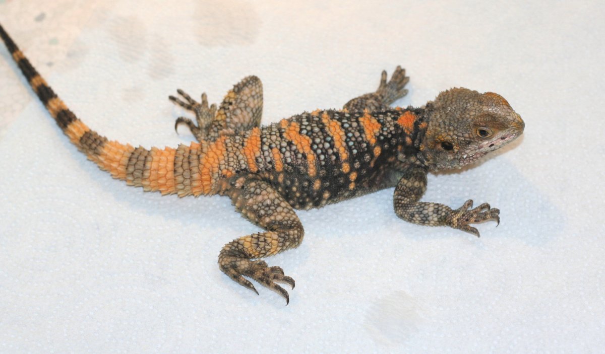 Jangles * Male clown