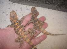 Jingles and Jangles  Clown agama kids arrive